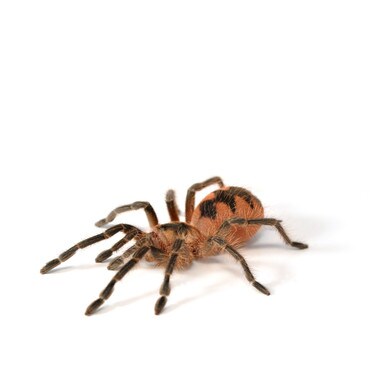 Brazilian Pink Bloom Tarantula